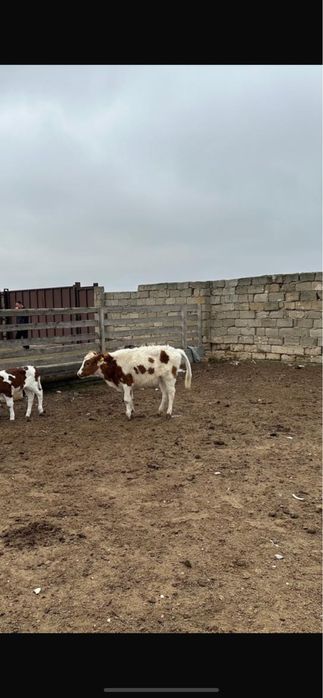 Сиыр қашар баспағымен