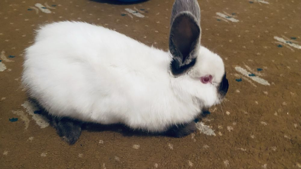 Продам декоротивного кролика