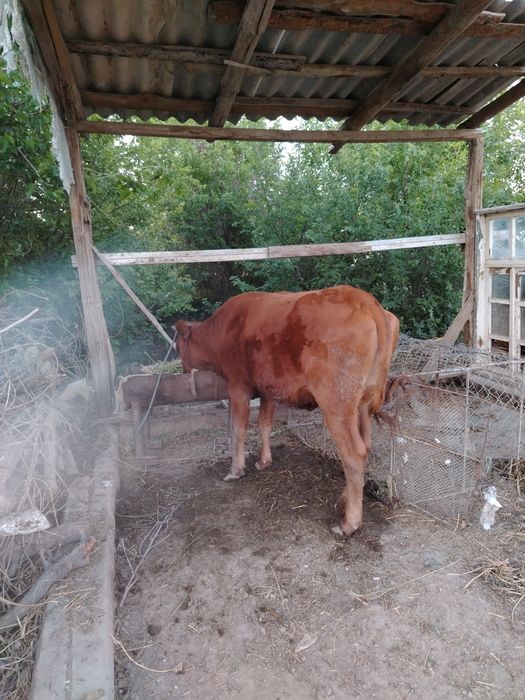 G'unojin sotiladi yeb ichishi sog'lig'i zur uyni moli manzil Kogon
