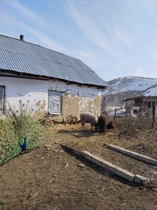 Аталық павлин сатылады, саудасы бар