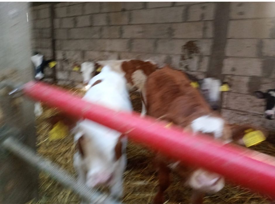 Vand 30 vitei Belgieni si Baltati