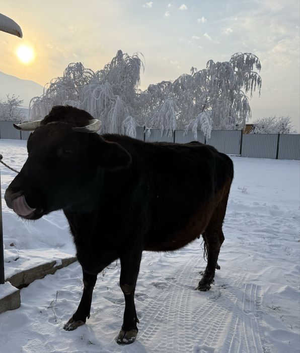 Голландская корова