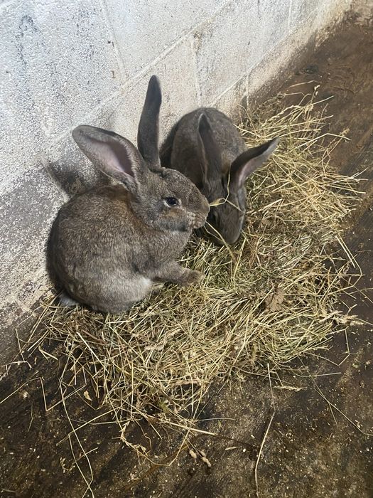 Vand si schimb iepuri urias german.
