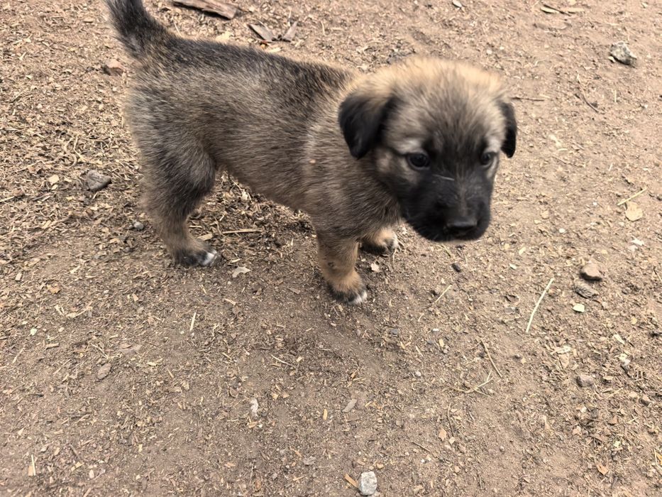 Малки кученца на един месец