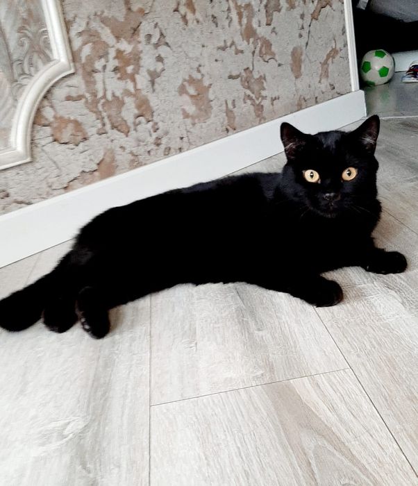 Отдам котика бесплатно