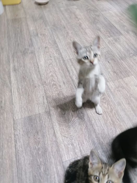 Продам породистых котят