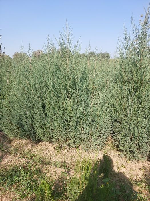 Декоративные саженцы — от фирмы Samarqand Agro Dizayn!