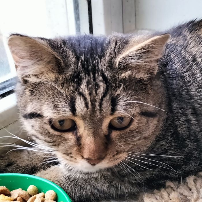 Котик красавец 3 мес