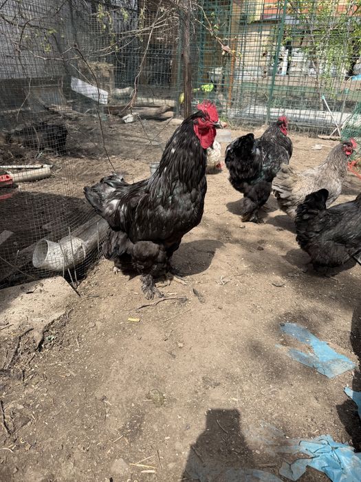 Продам петухов кохинхин варианты обмена