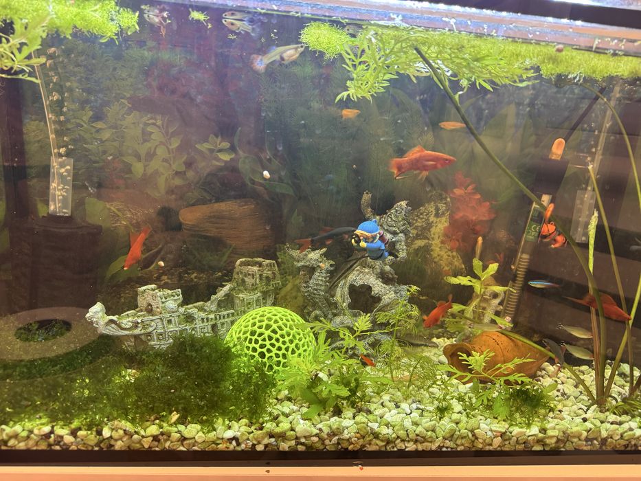 Аквариум изцяло оборудван