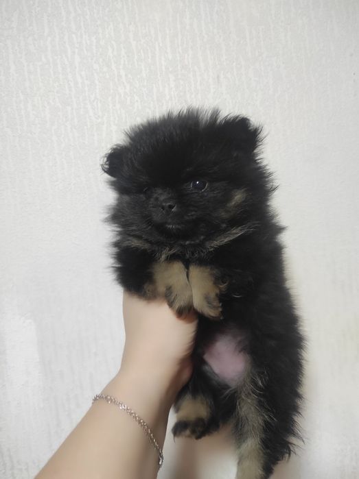 Продам щенка померанского шпица