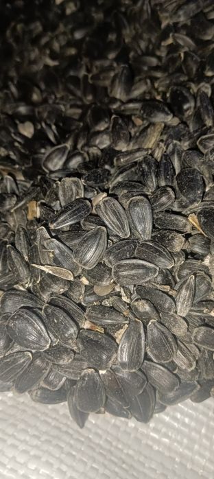 Vând lucerna și floara soarelui