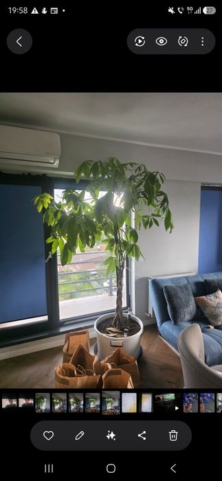 vand pachira aquatica