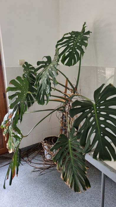 Monstera deliciosa