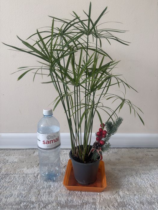 Растения для дома