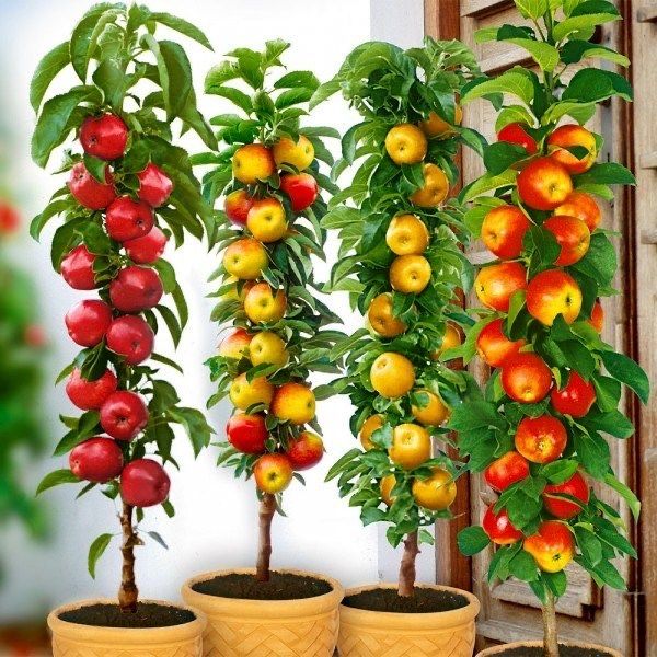 Pomi fructiferi columnari