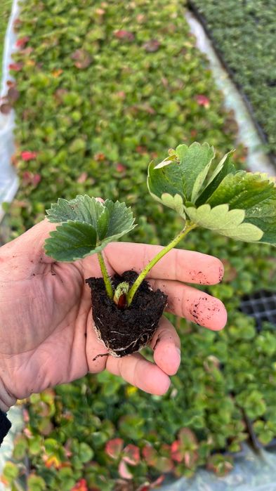 Разсад ягоди “Малинг Виталити”