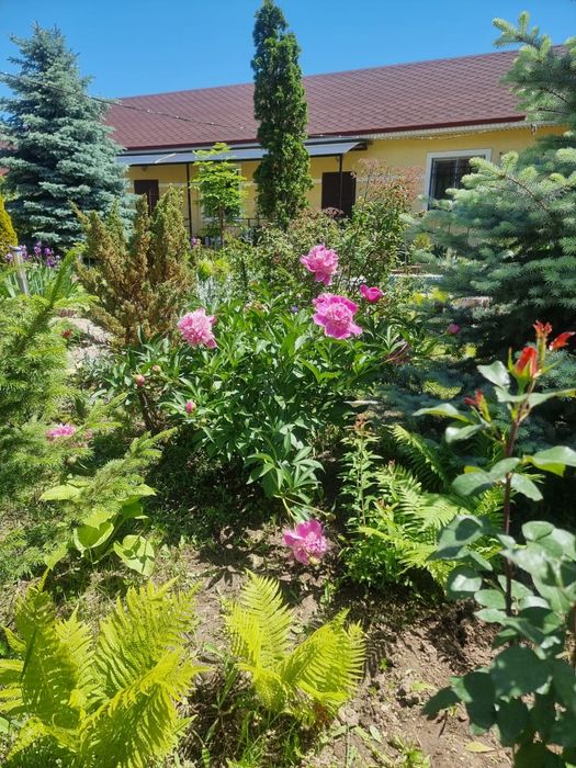 Распродажа Саженцов Цветов