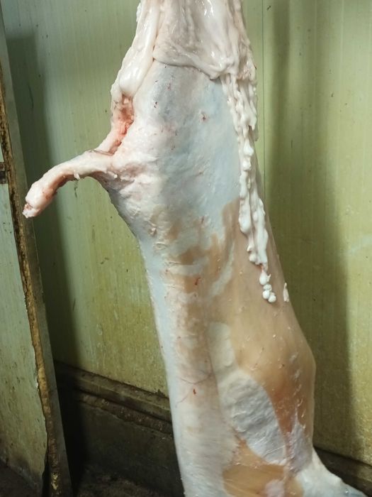 Vind oi miei . Noatine