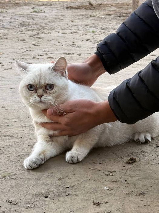 Вязка!    Британ