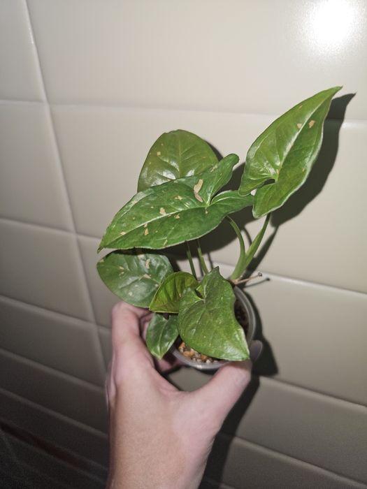 Сингониумы разные