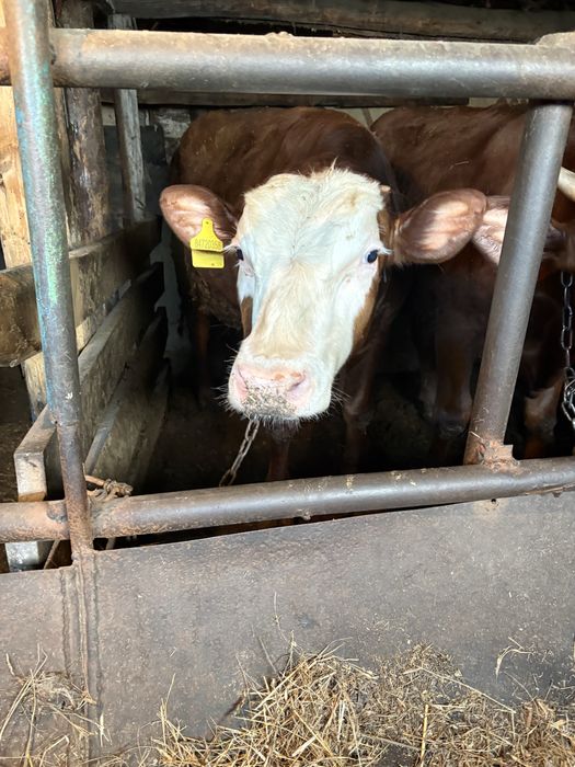 Продам быков и нетелей