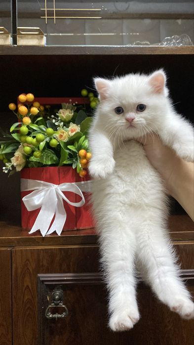 Scottish Fold Scottish Straight