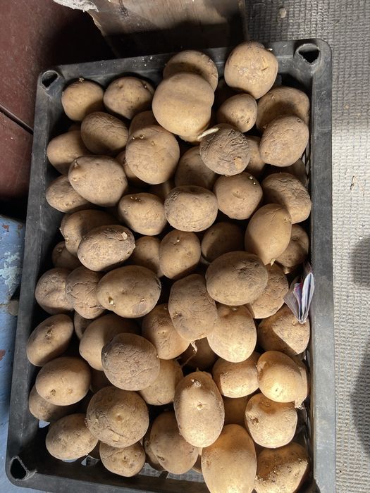 Продается семенной картофель