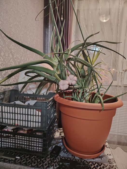 Алоэ вера лечебный