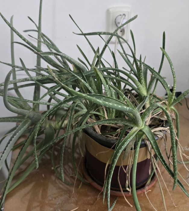 Продаю цветы в горшках (комнатные растения)