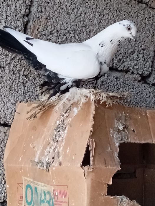 Птицы на продажу