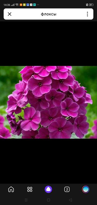 Уличные цветы Флоксы