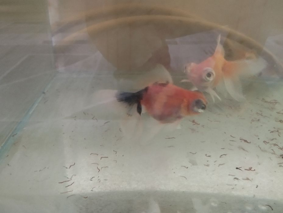 Телескопы, Золотые