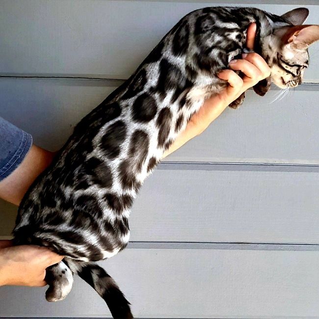Серебро КОТЯТА бенгальские мини Барсы