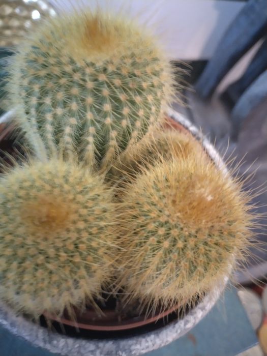 Екзотичен кактус от Малта