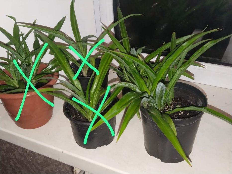 Продам хлорофитум!