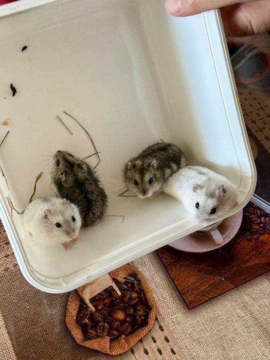 Donez Hamsteri Siberieni