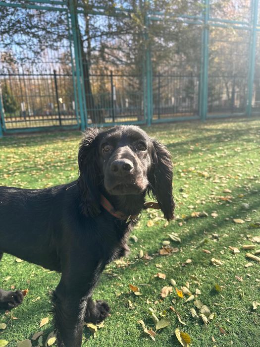 Спаниель девочка ищет дом