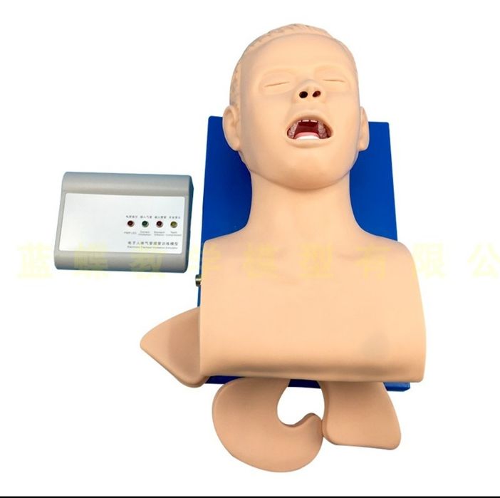 Анатомическая муляж человека или органа человека доставка из Китая