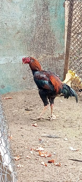 продам петухов-доканов