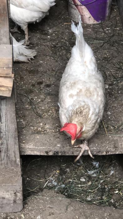 Куры несушки Доставка