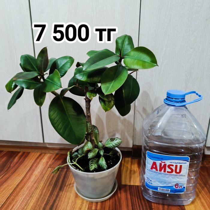 Комнатные растения -Фикус