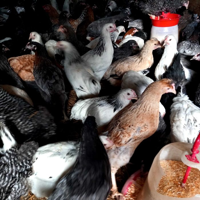 Vând puicute ouă "Dominante"