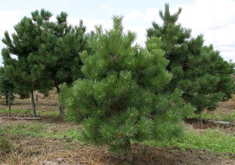 Pin negru, silvestru  ( pin pinea )