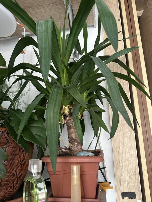 Юкка в горшке за 10000