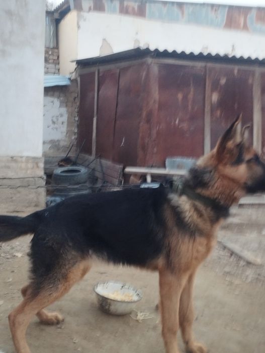 Немецкая овчарка