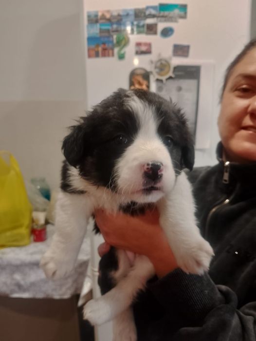 Щенки.В добрые руки.