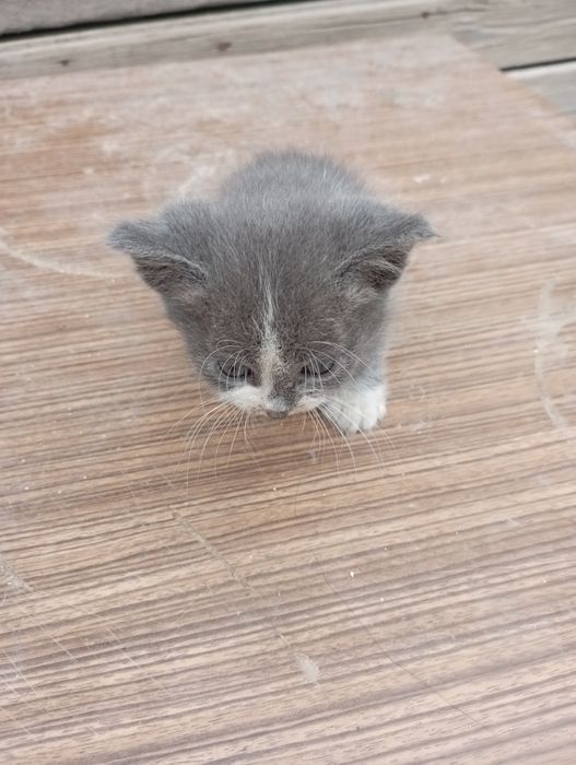 Продажа котят месячные
