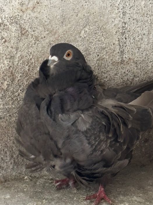 Pescăruși chinezi