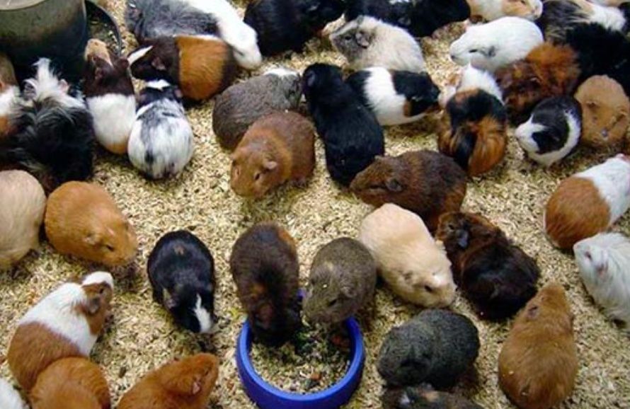 Свинка морская, свинка